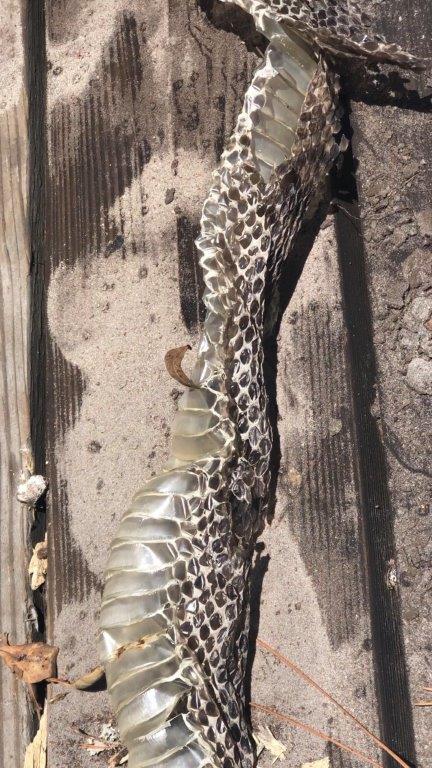 Saint Paul snake skin